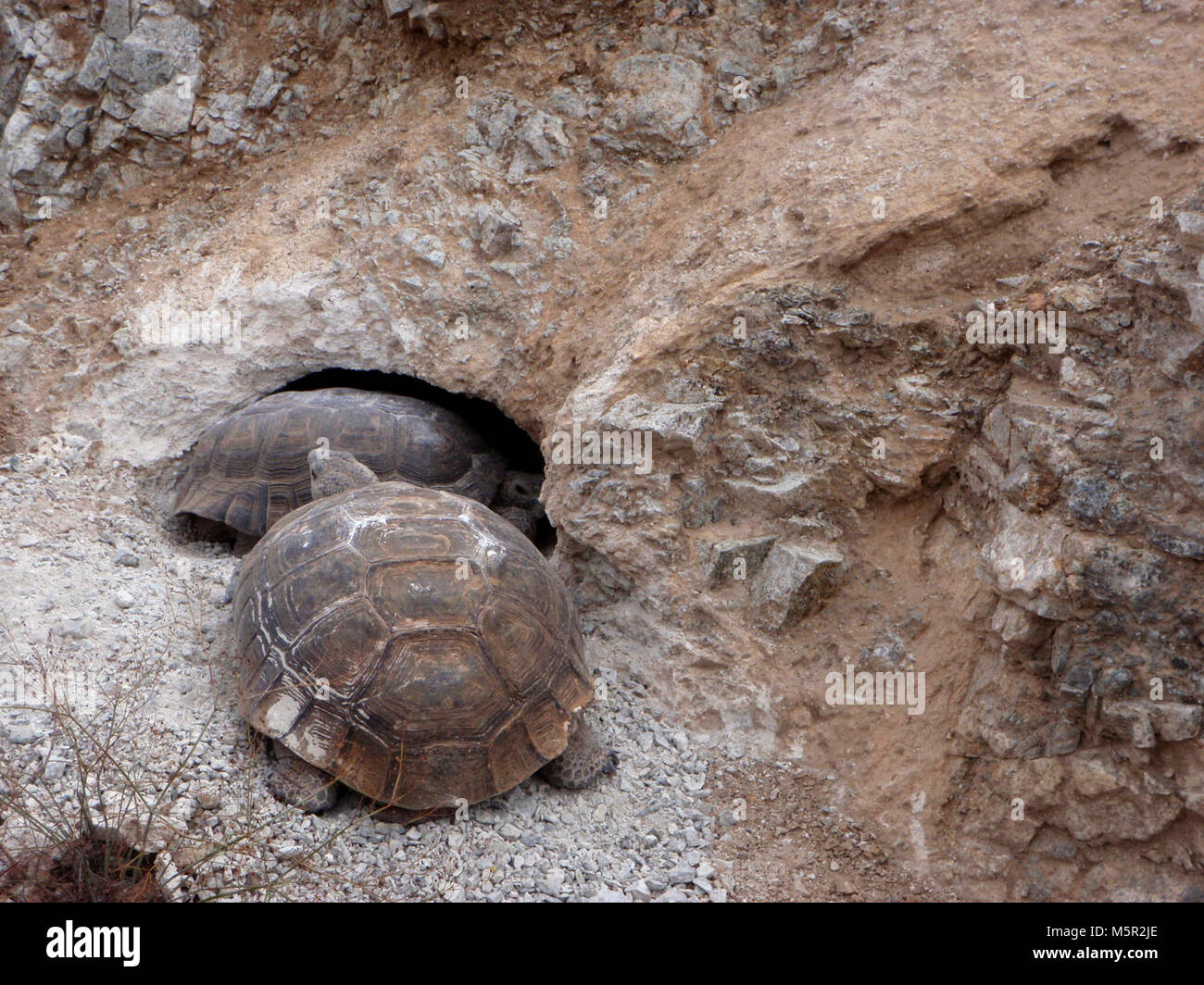 Desert tortoise (Gopherus agassizii) at burrow . Stock Photo