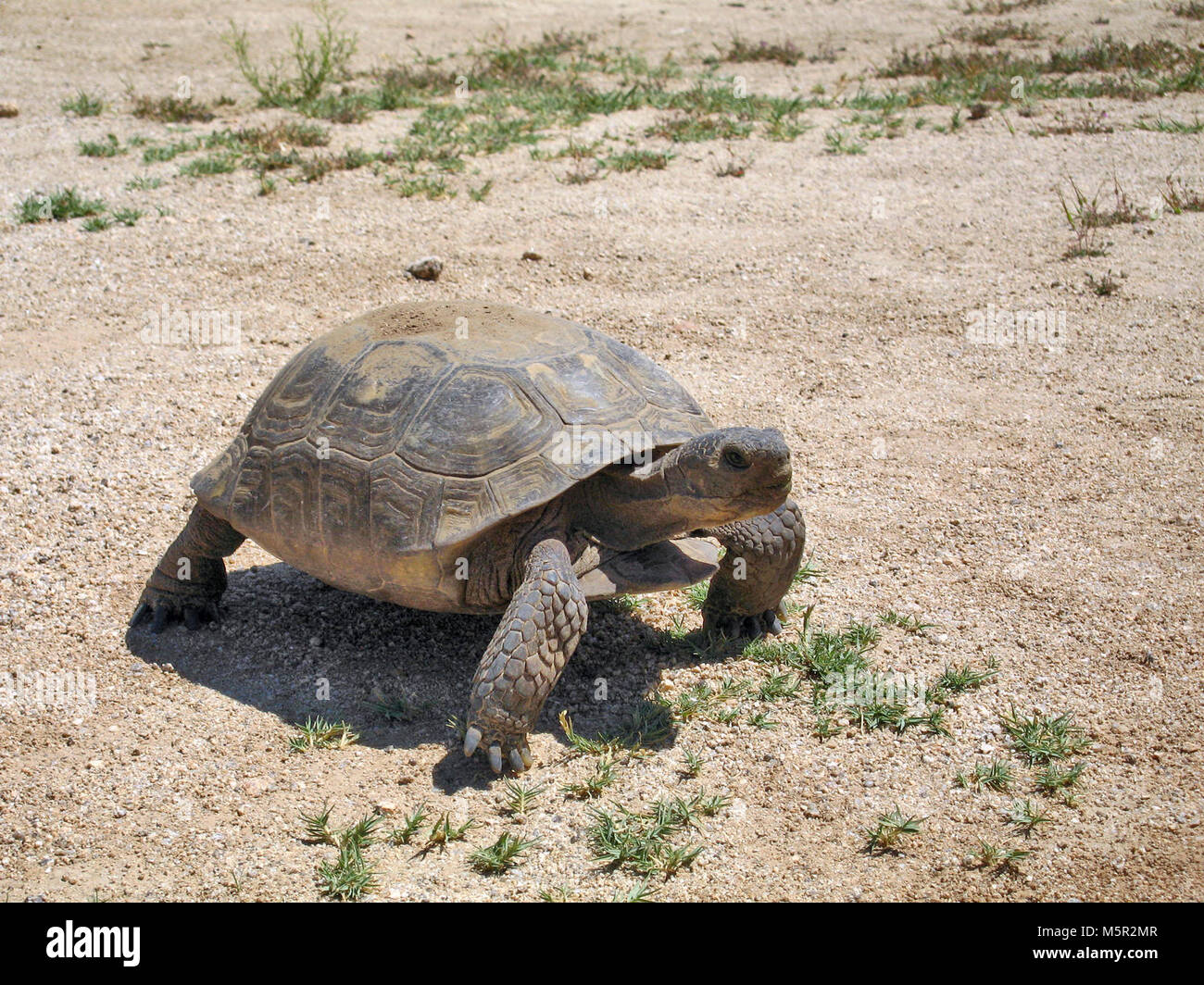 Desert tortoise (Gopherus agassizii) . Stock Photo