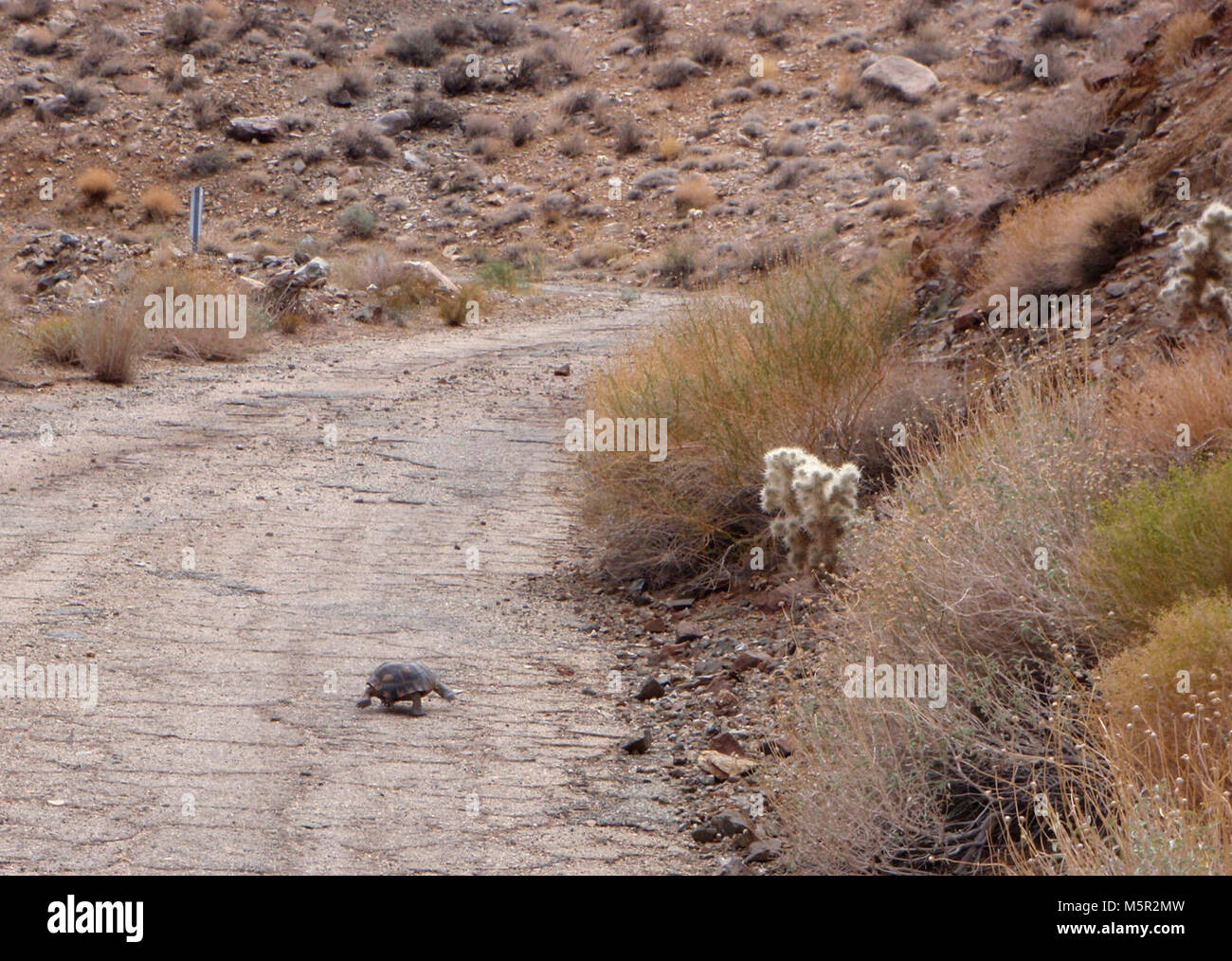 Desert tortoise (Gopherus agassizii Stock Photo Alamy