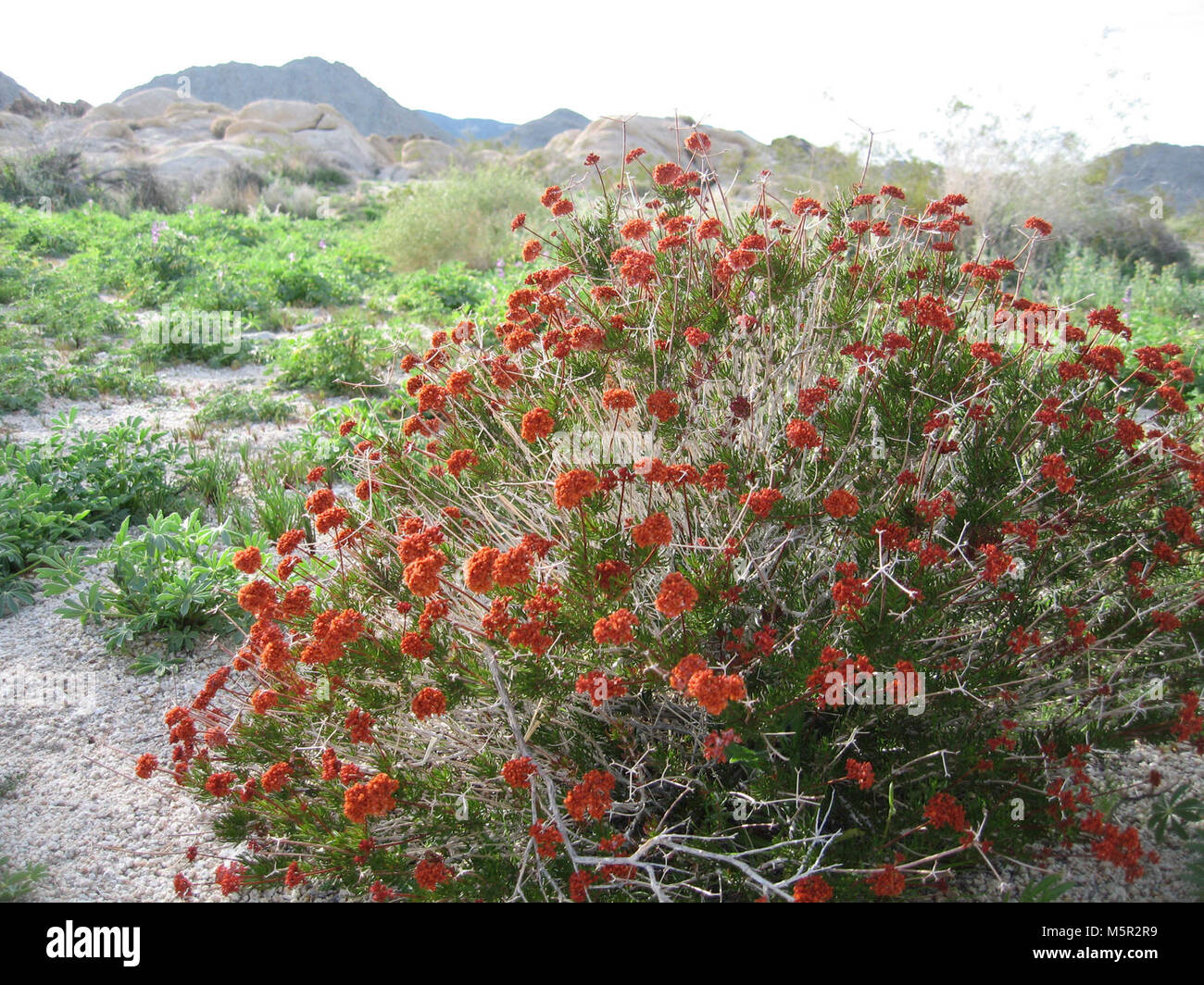 Eastern Mojave buckwheat (Eriogonum fasciculatum); Hidden Valley Trail . Stock Photo