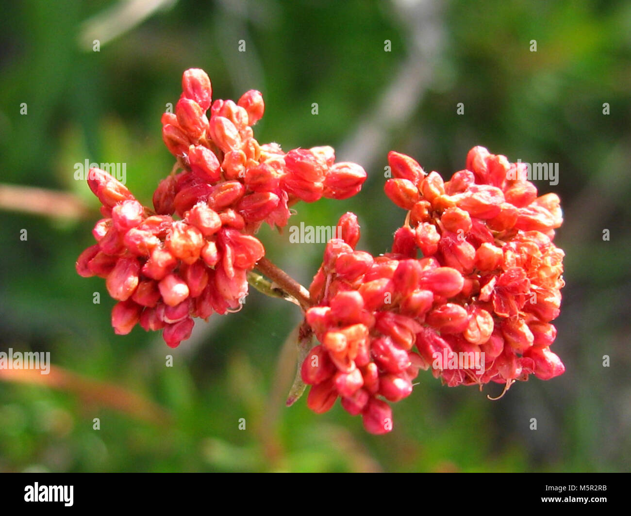 Eastern Mojave buckwheat (Eriogonum fasciculatum); Hidden Valley Trail . Stock Photo