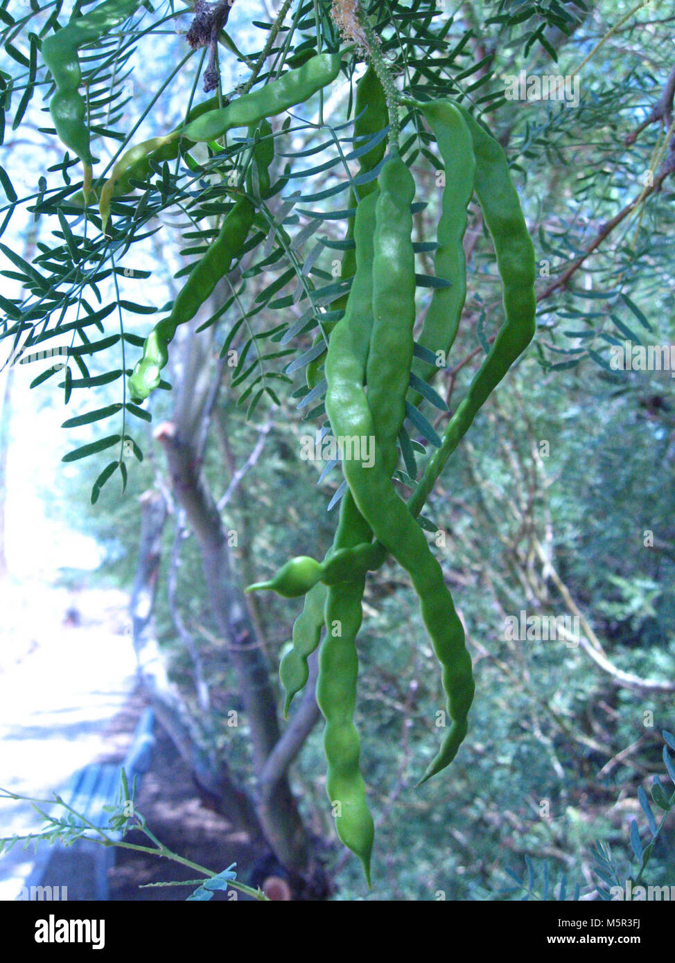 Honey mesquite (Prosopis glandulosa) beans; Oasis of Mara . Stock Photo