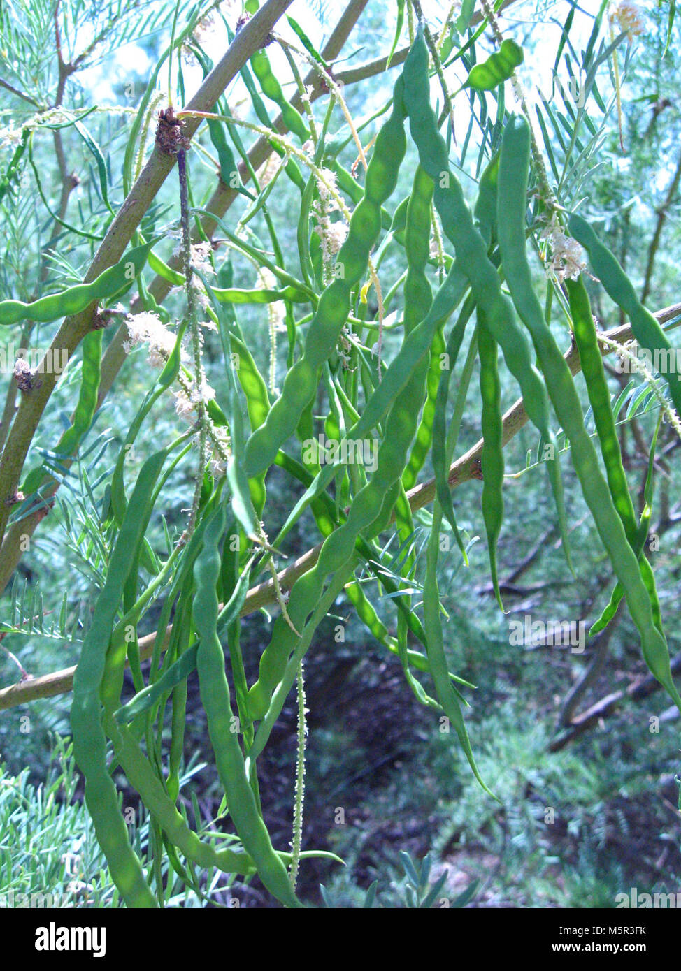 Honey Mesquite (Prosopis glandulosa) beans; Oasis of Mara . Stock Photo