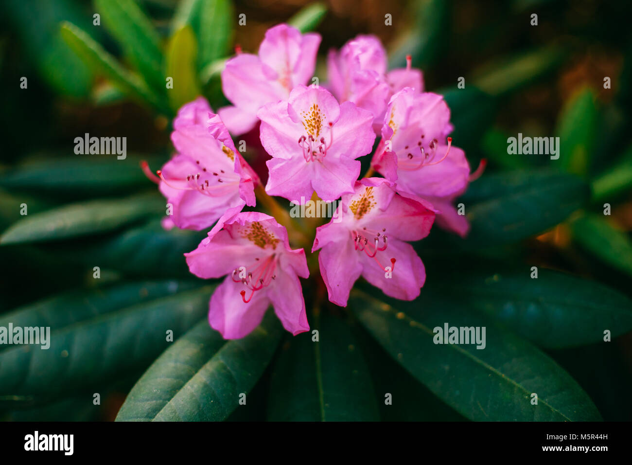 Blooming Pink Flowers of Rhododendron smirnowii In Spring Garden Stock Photo