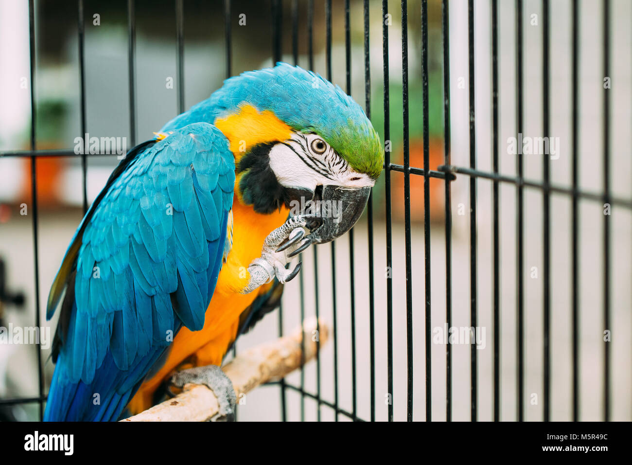 Blue And Yellow Macaw Cage Ventilation Systems photo
