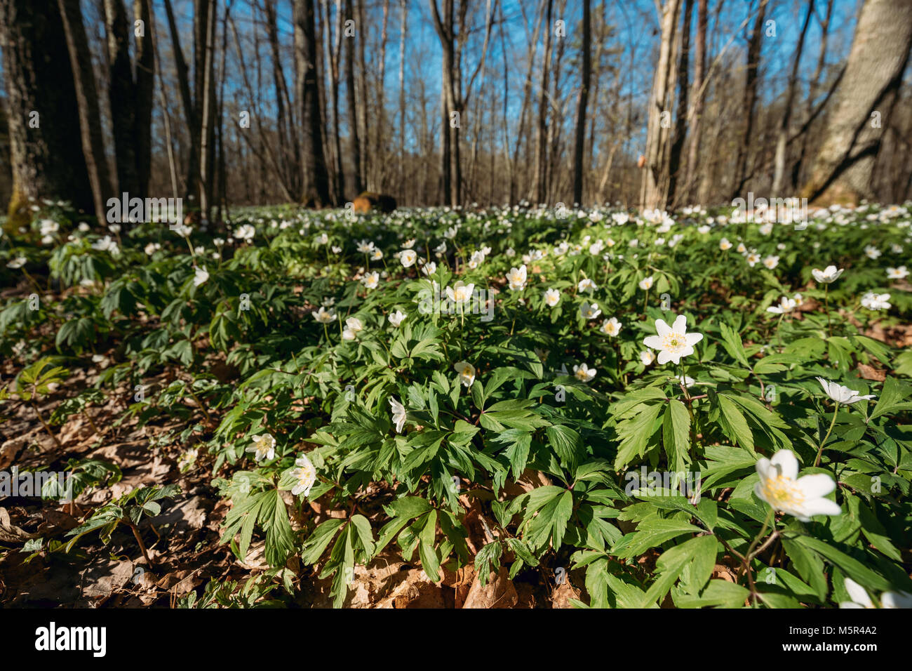 Spring Forest Blooming Flowers Stock Photo - Alamy