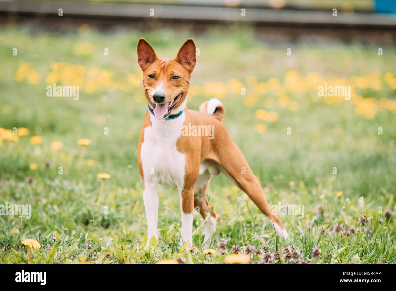 Basenji Kongo Terrier Dog. The Basenji Is A Breed Of Hunting Dog. It Was Bred From Stock That Originated In Central Africa. Smiling Dog. Stock Photo