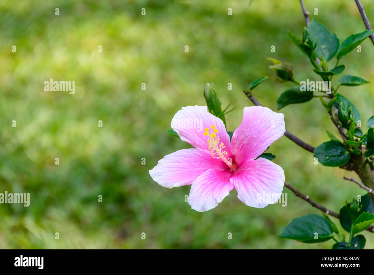 beautiful hibiscus flower with blur background Stock Photo Alamy