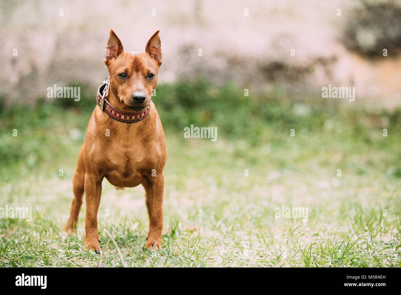 Red Brown Miniature Pinscher Pincher Min Pin Zwergpinscher Dog Standing On Green Grass. Stock Photo