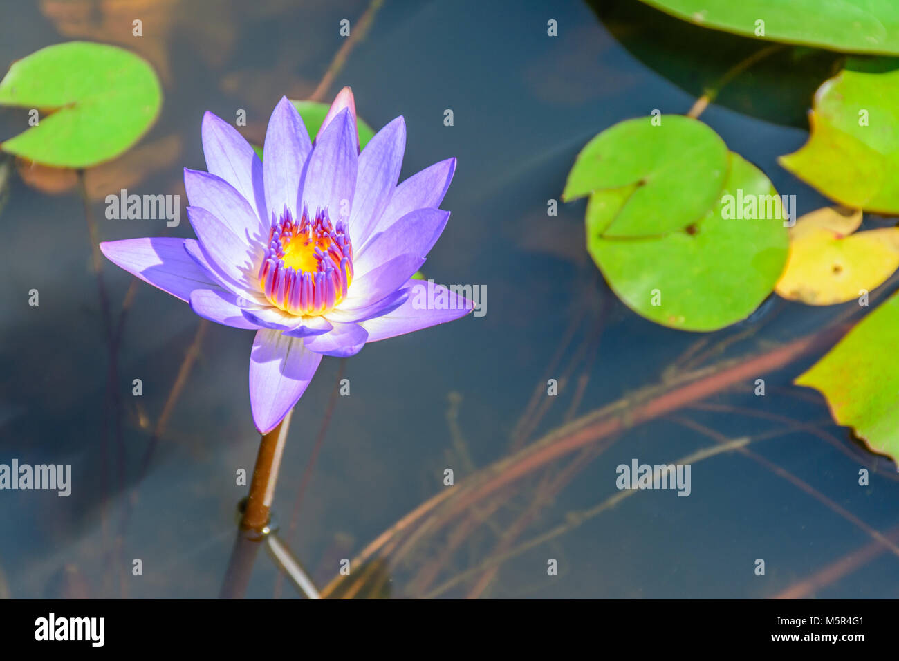 photo of small lotus in the lake Stock Photo