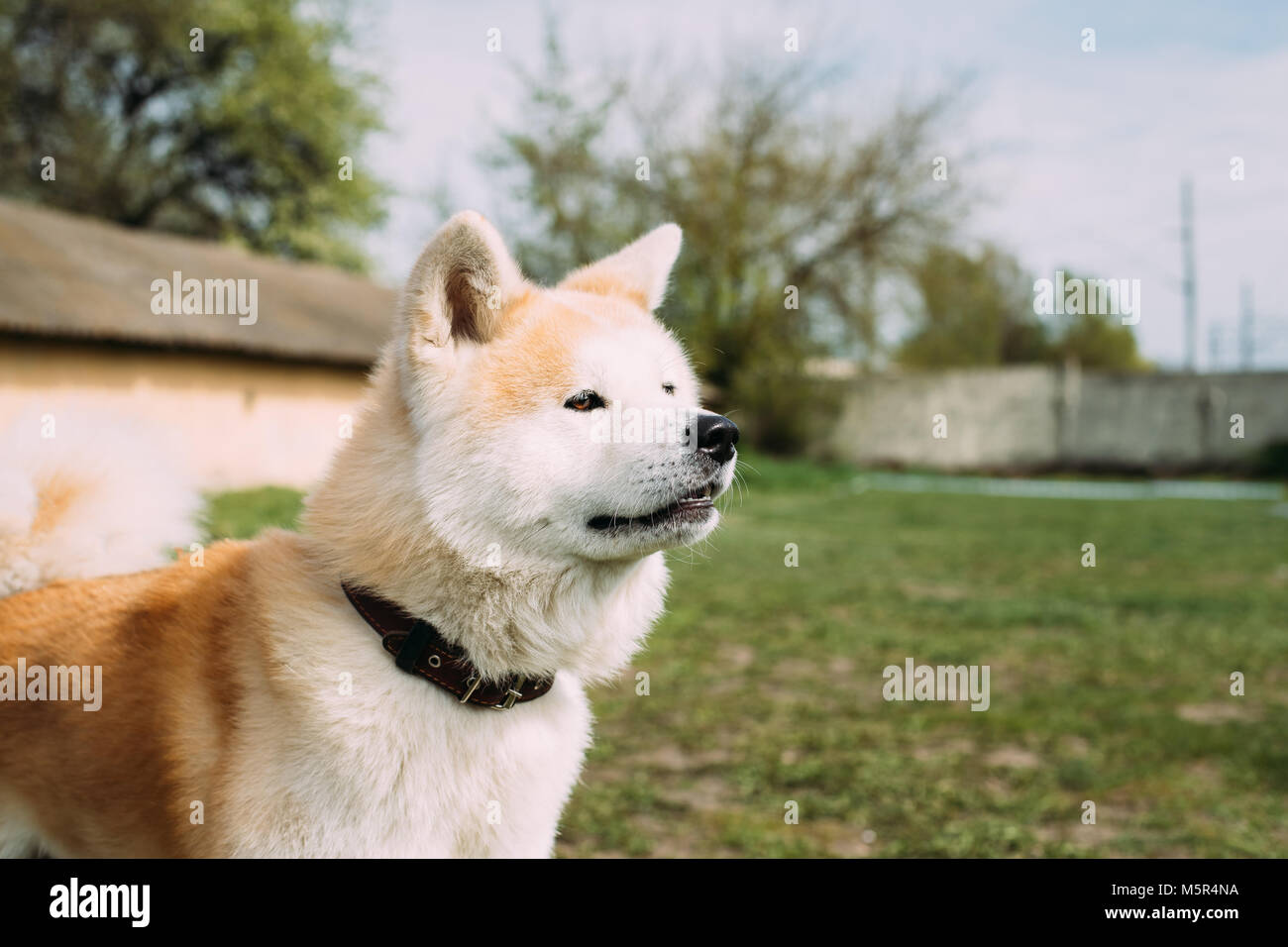 Akita Dog Or Akita Inu, Japanese Akita Outdoor. Close Up Portrait Stock Photo