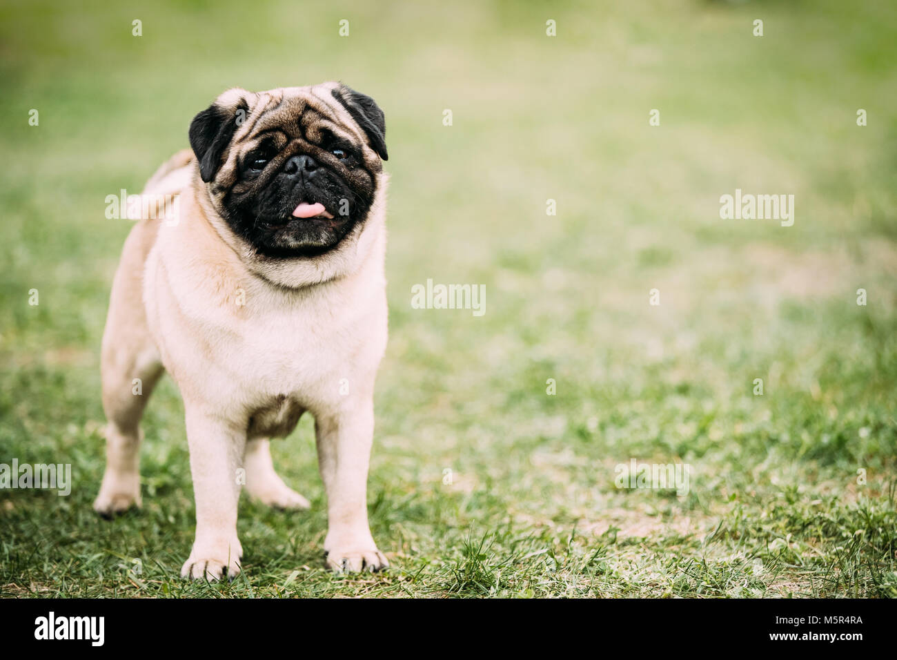 Mini mastiff hi-res stock photography and images - Alamy