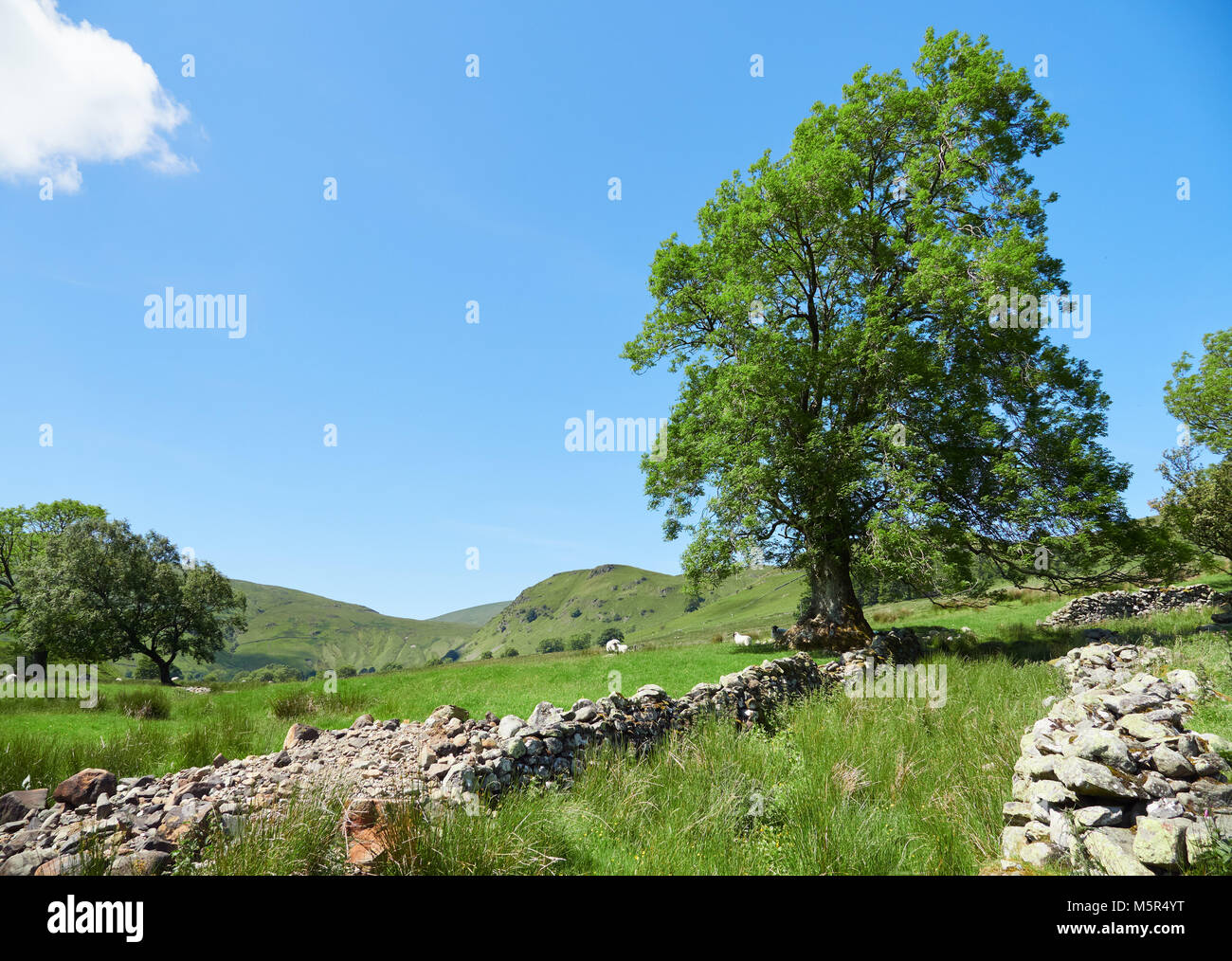 Sheep on a hillside of a Lake District hill farming in the English countryside, UK. Stock Photo
