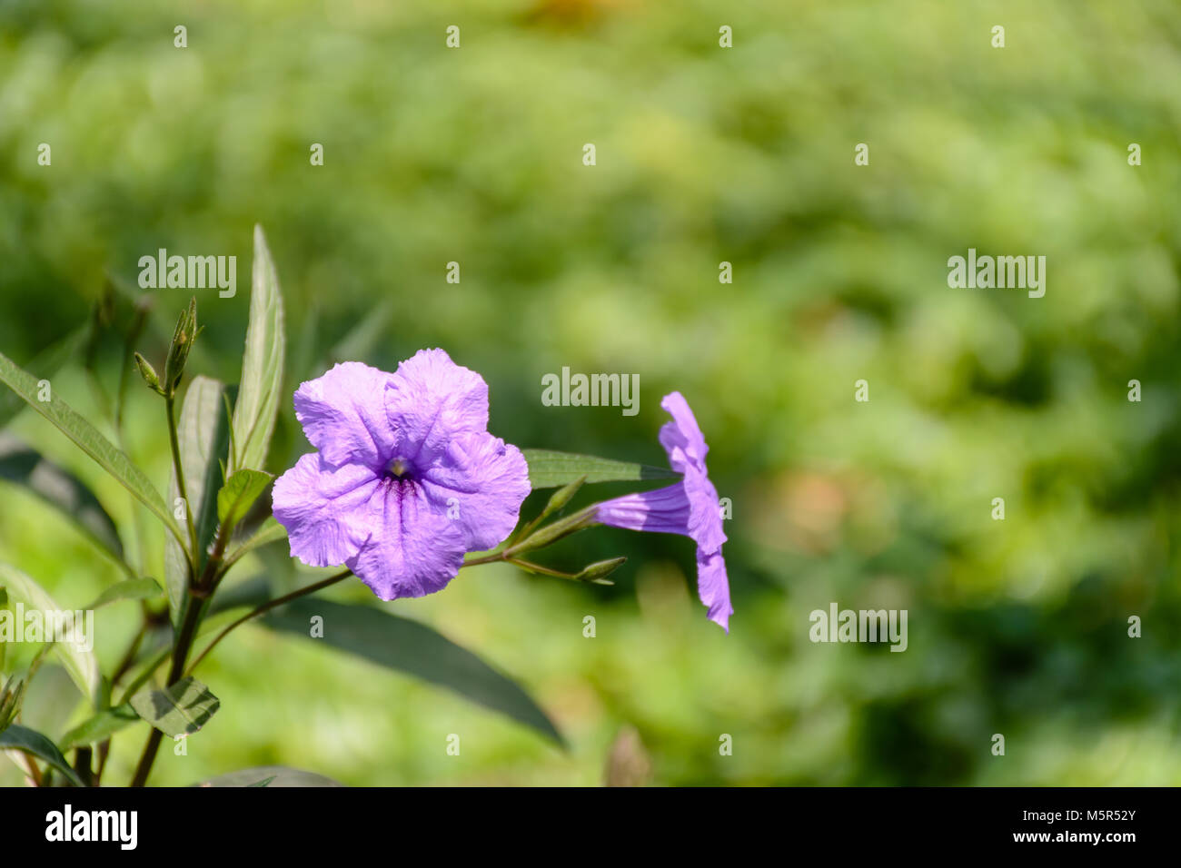 photo of ruellia flowers with blur background Stock Photo