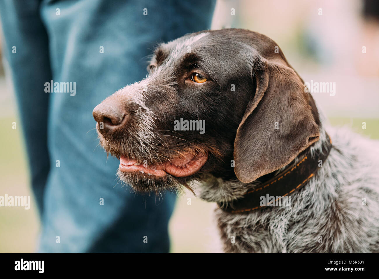 Close View Of Black German Wirehaired Pointer Dog. Stock Photo