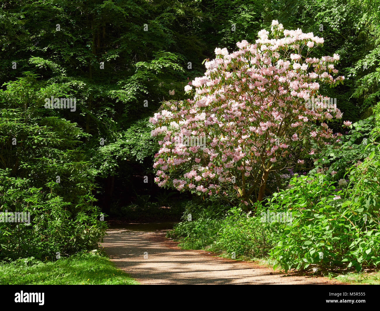 Large pink Rhododendron bush highlighted by the sunlight agains dark green foliage of trees Stock Photo