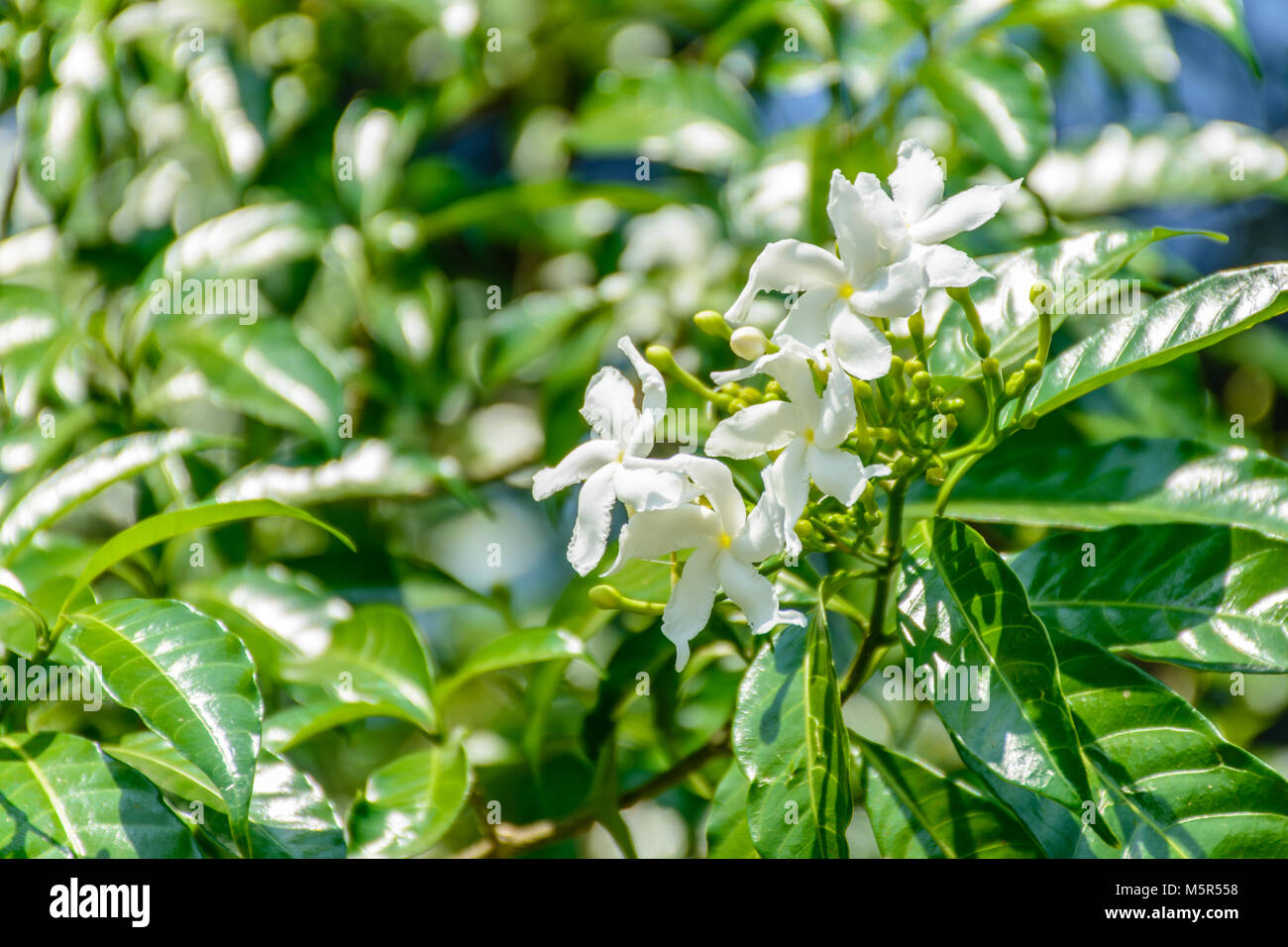 White jasmine hi-res stock photography and images - Alamy