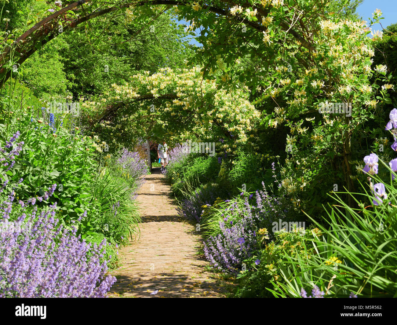 Honeysuckle arches over a garden path  on a sunny day in an English country Garden, UK. Stock Photo