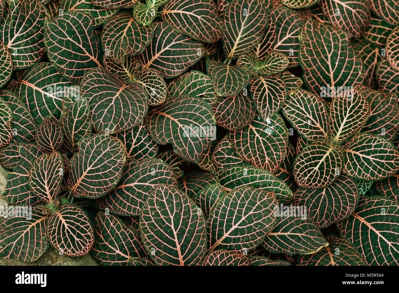 Leaves Of Fittonia Vershaffeliti In Botanical Garden. Stock Photo