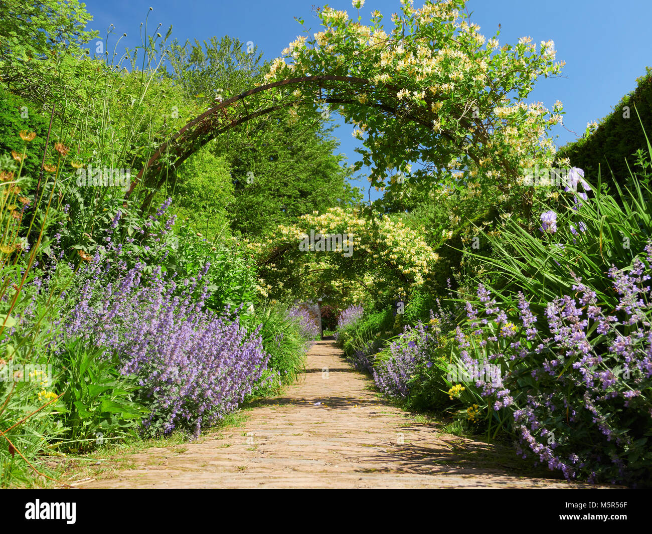 Honeysuckle arches over a garden path  on a sunny day in an English country Garden, UK. Stock Photo