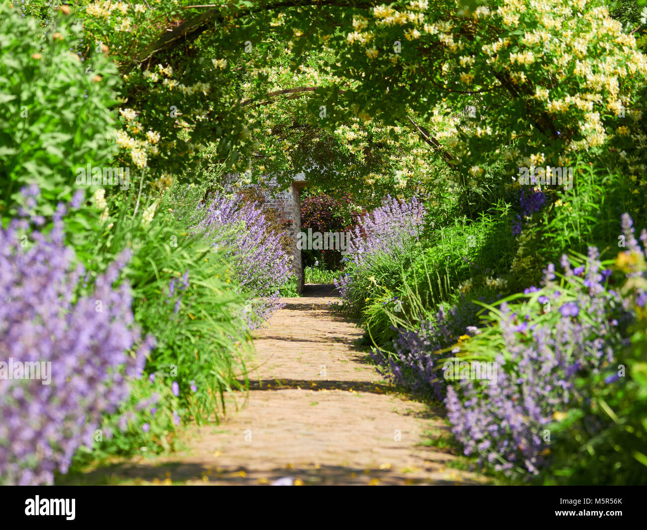 Honeysuckle arches over a garden path  on a sunny day in an English country Garden, UK. Stock Photo