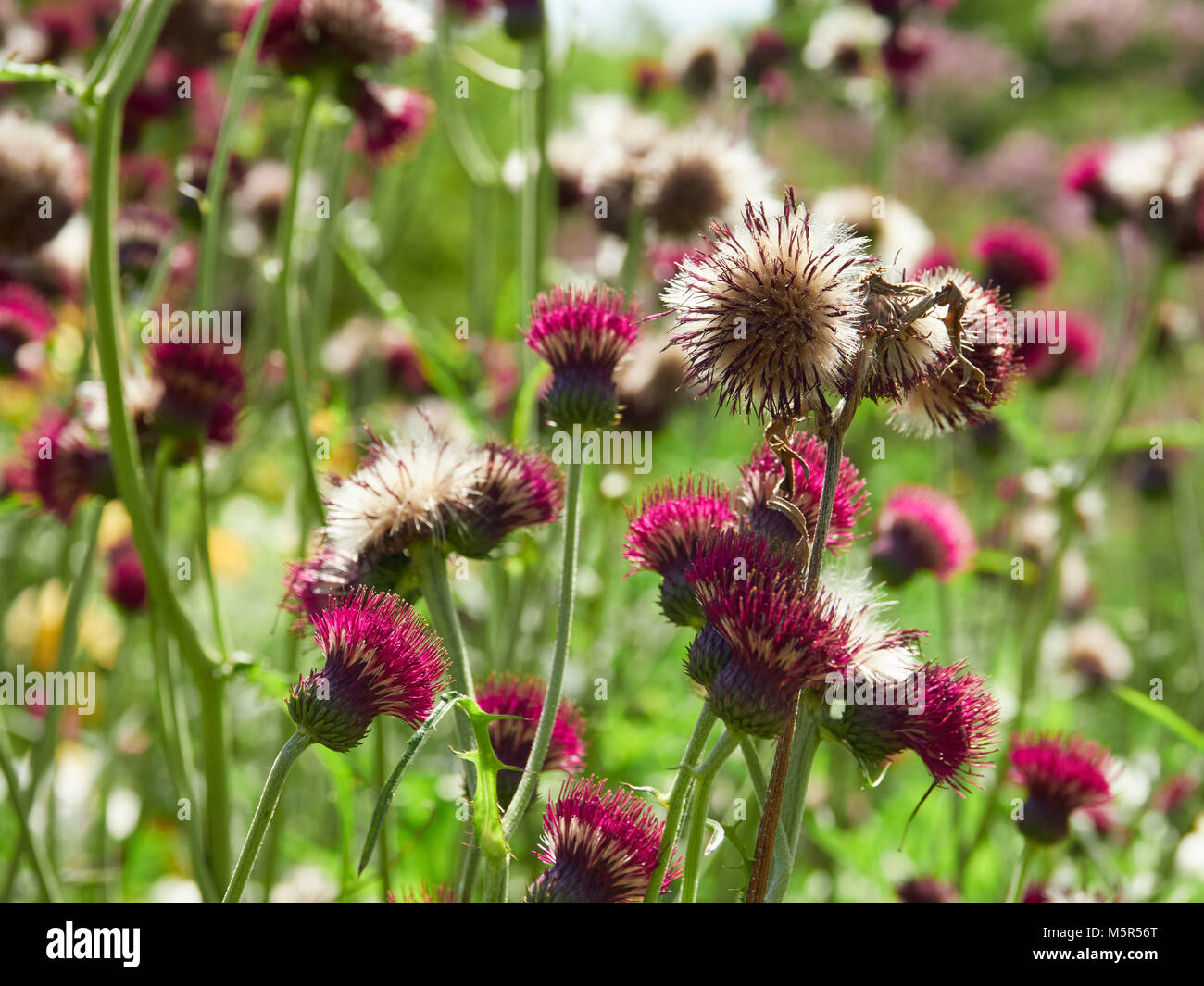 Red Plume Thistle flowers in an English country garden on a sunny summers day. Stock Photo