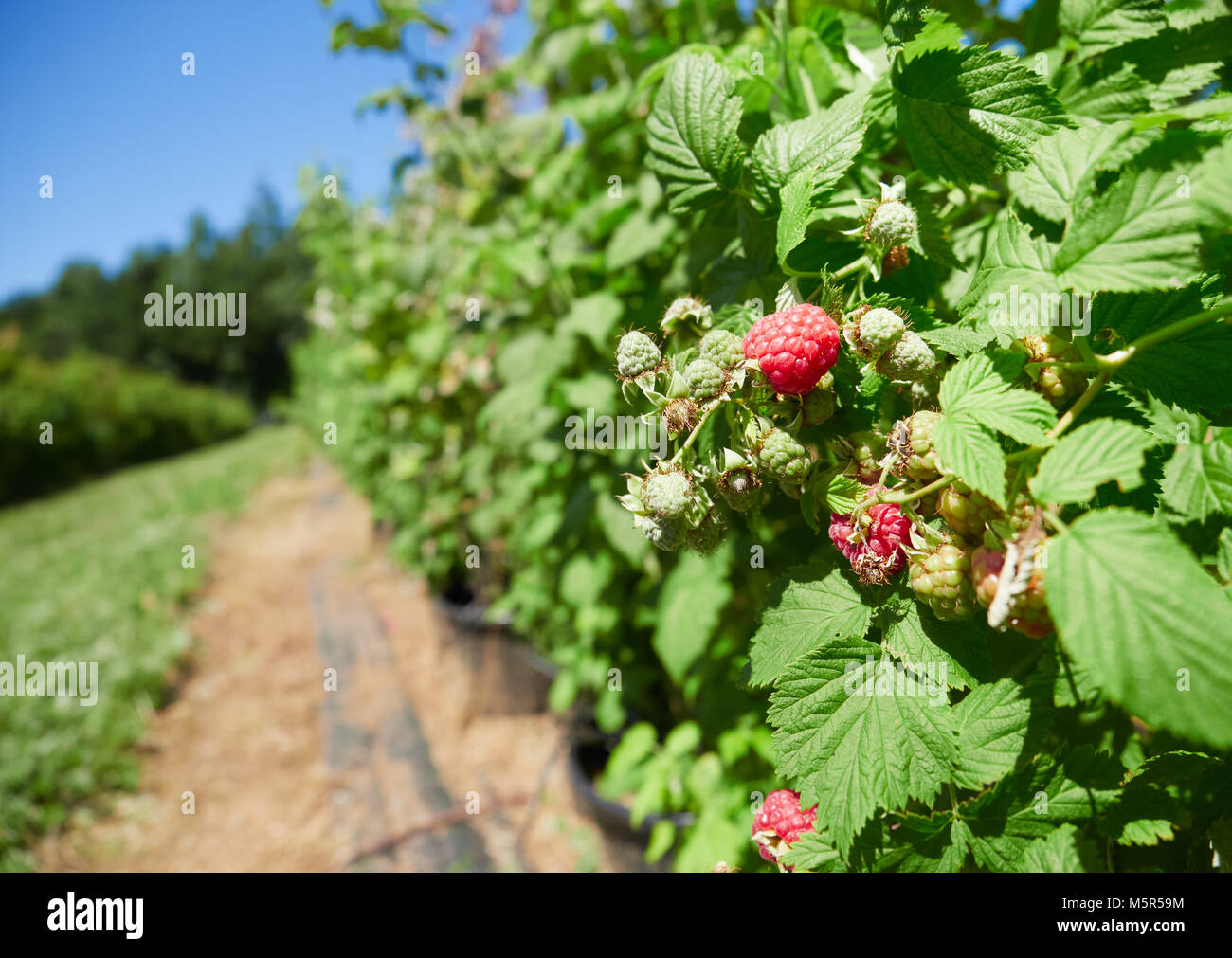 Raspberries growing on raspberry canes in a pick your own fruit farm in the English countryside, UK. Stock Photo