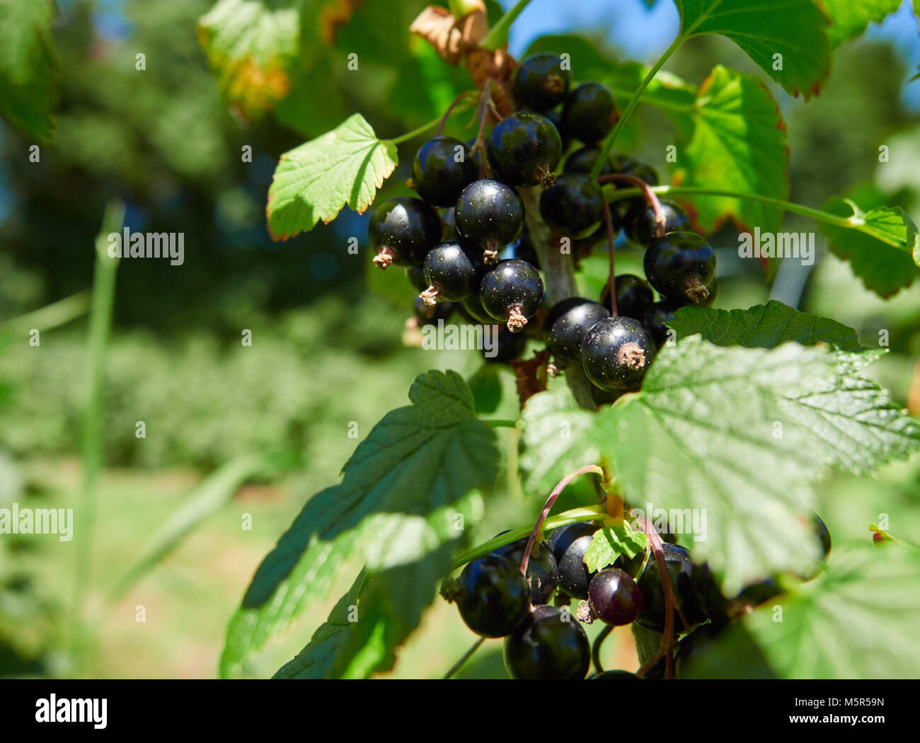 Blackcurrants growing on blackcurrant bushes in a pick your own fruit farm in the English countryside, UK. Stock Photo