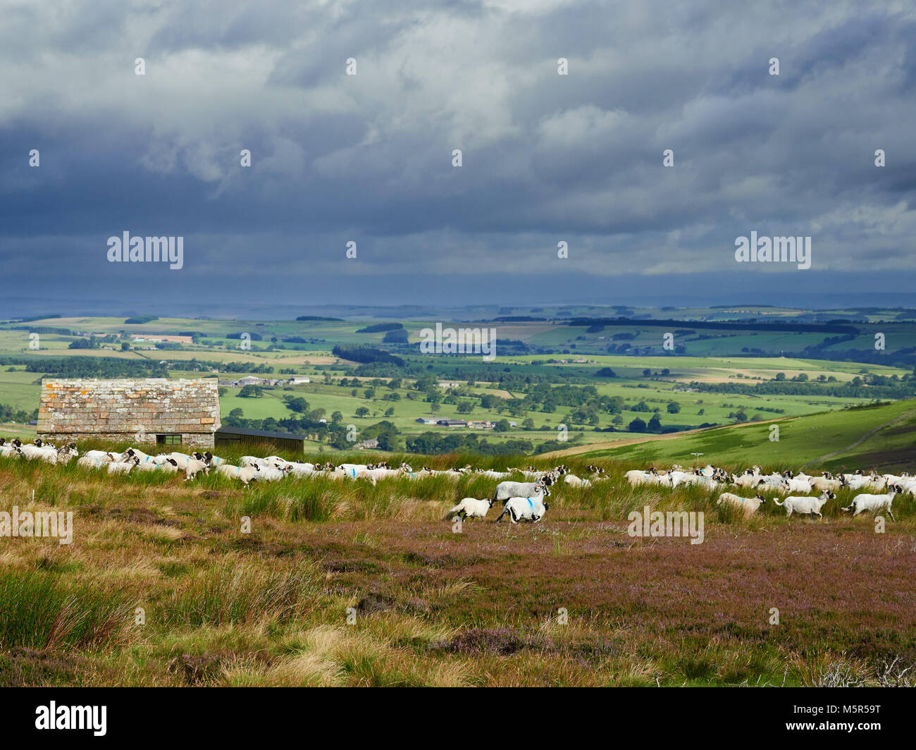 Green pastures sheep hires stock photography and images Alamy