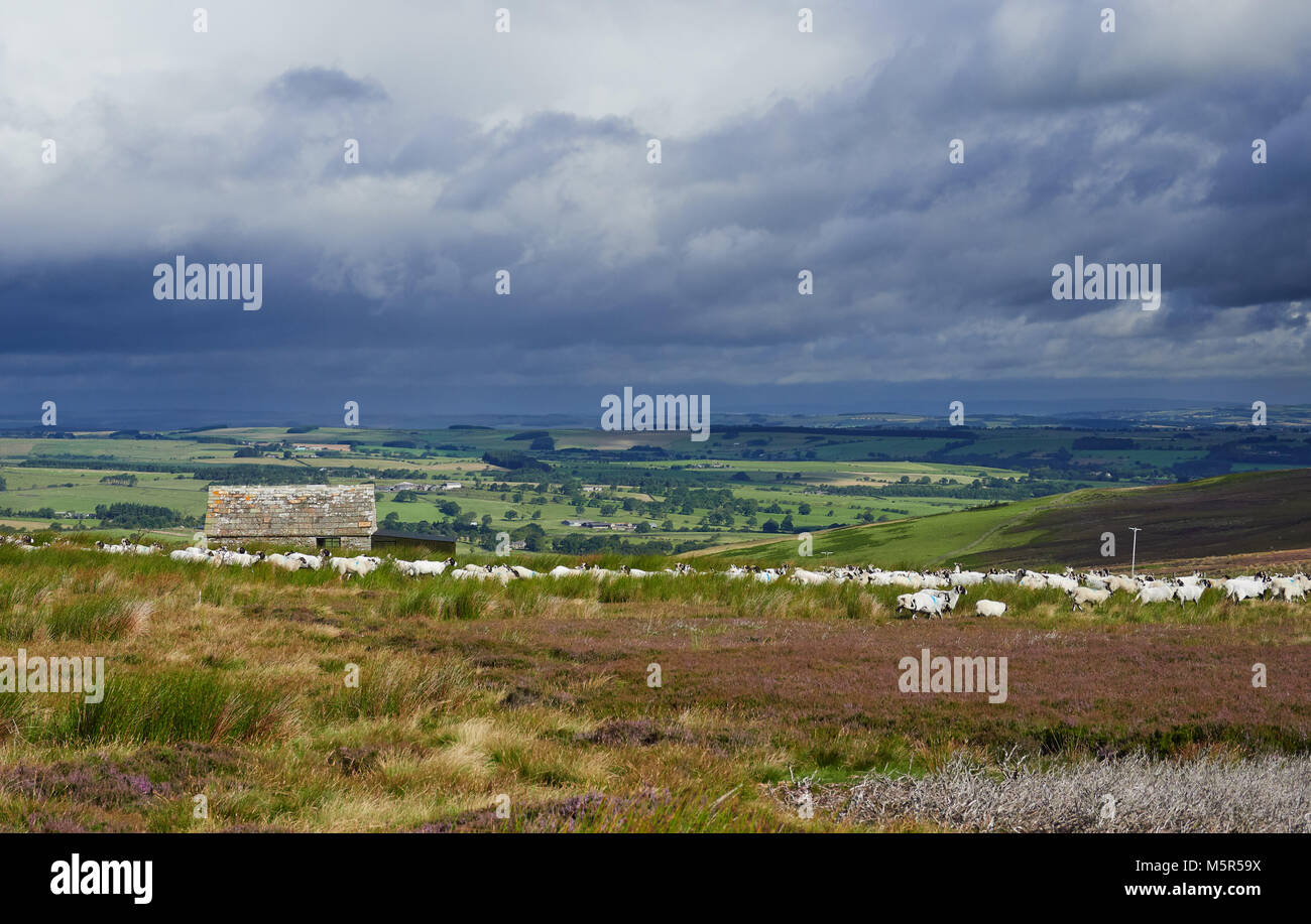 Sheep grazing on open moorland on Bulbeck Common near Blanchland in County Durham, England, UK. Stock Photo