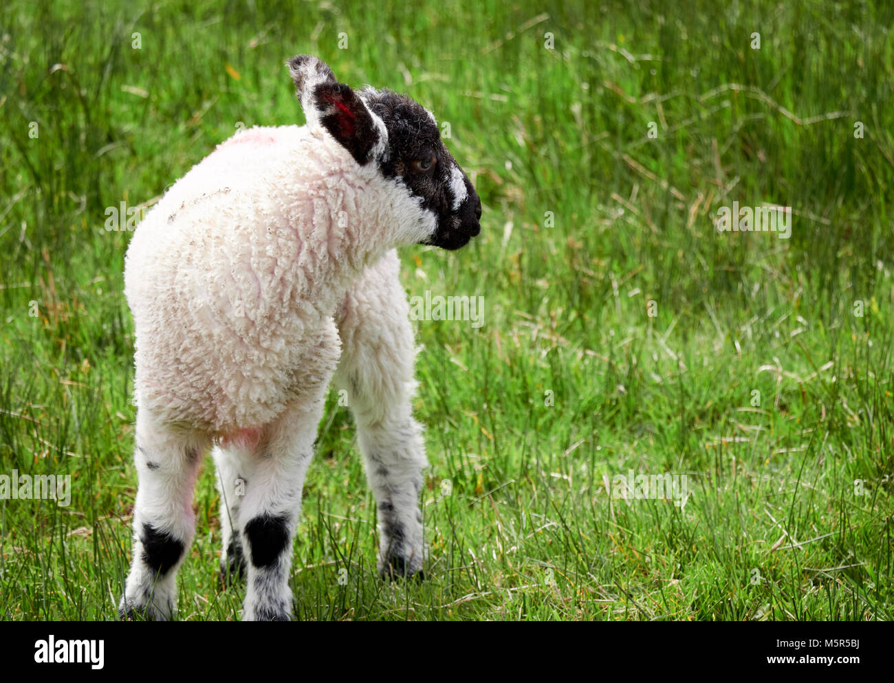 Young lamb in a green field in springtime in the English countryside. Livestock, hill farming. Stock Photo