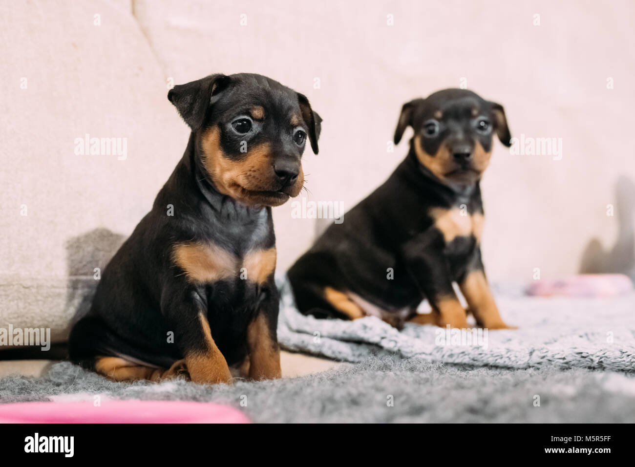 Two Small Black Miniature Pinscher Zwergpinscher, Min Pin Puppy Dogs Sitting On Floor. Stock Photo