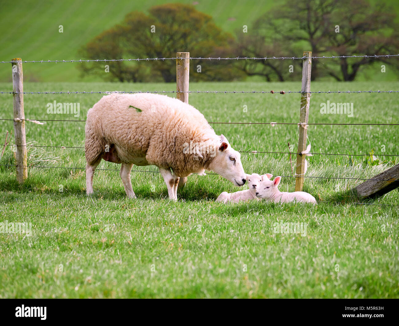 Sheep with their young lambs in a green field in springtime in the English countryside. Livestock, hill farming. Stock Photo