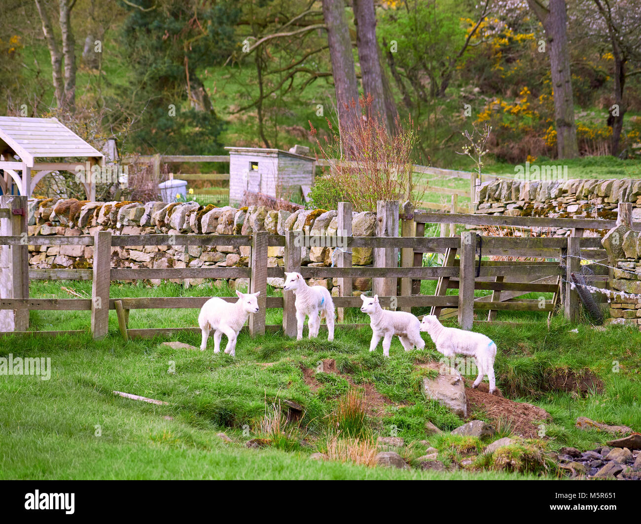 Sheep with their young lambs in a green field in springtime in the English countryside. Livestock, hill farming. Stock Photo