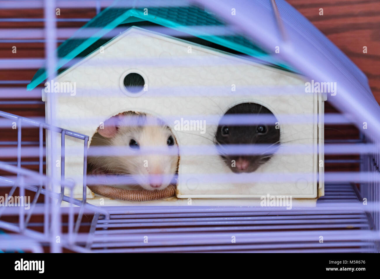 Dometic Rats Domestic rats in a cage. Rats are sitting in the house sticking out ...