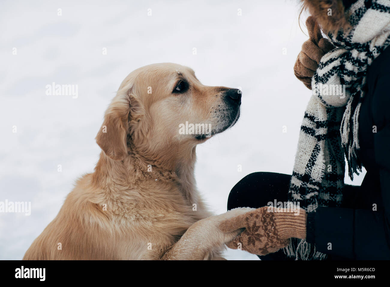 Do Labradors Need Jackets in Winter