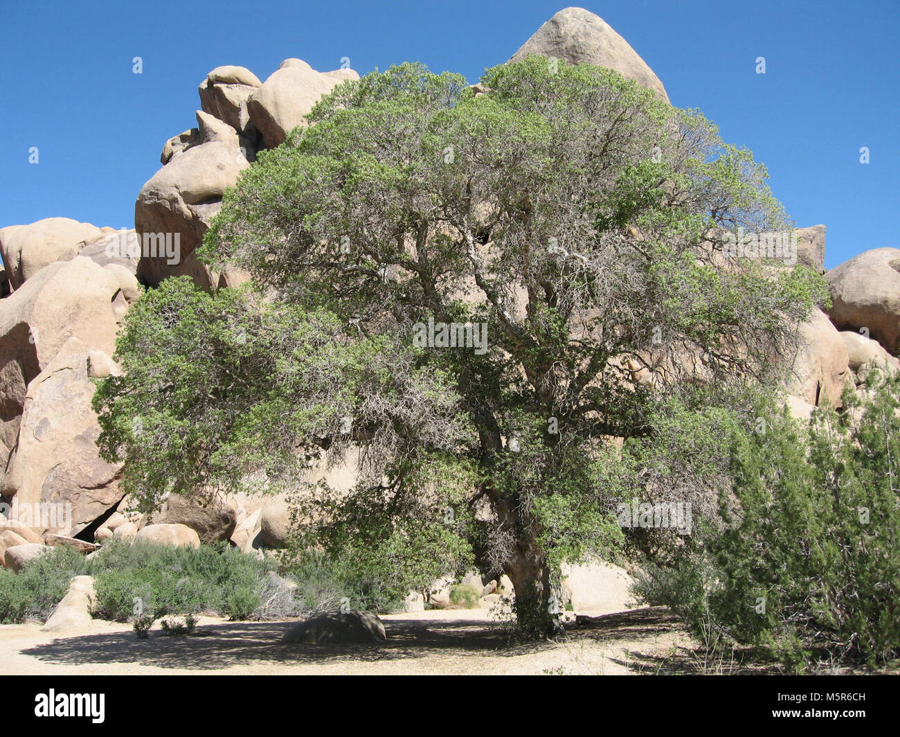 Oak tree; Live Oak picnic area Stock Photo Alamy