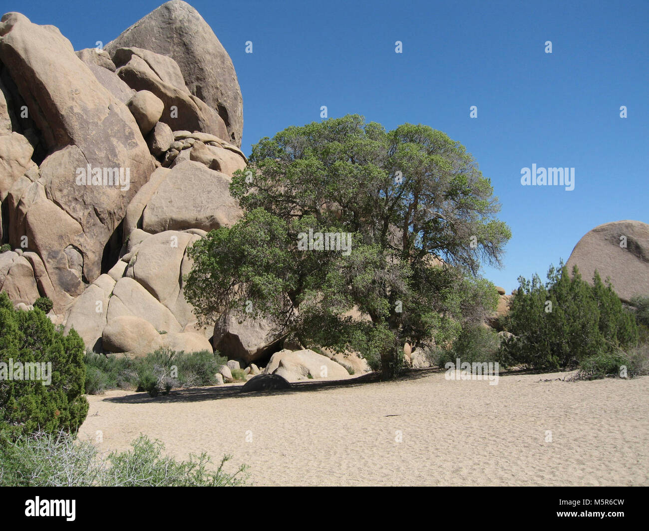 Oak tree; Live Oak picnic area Stock Photo Alamy