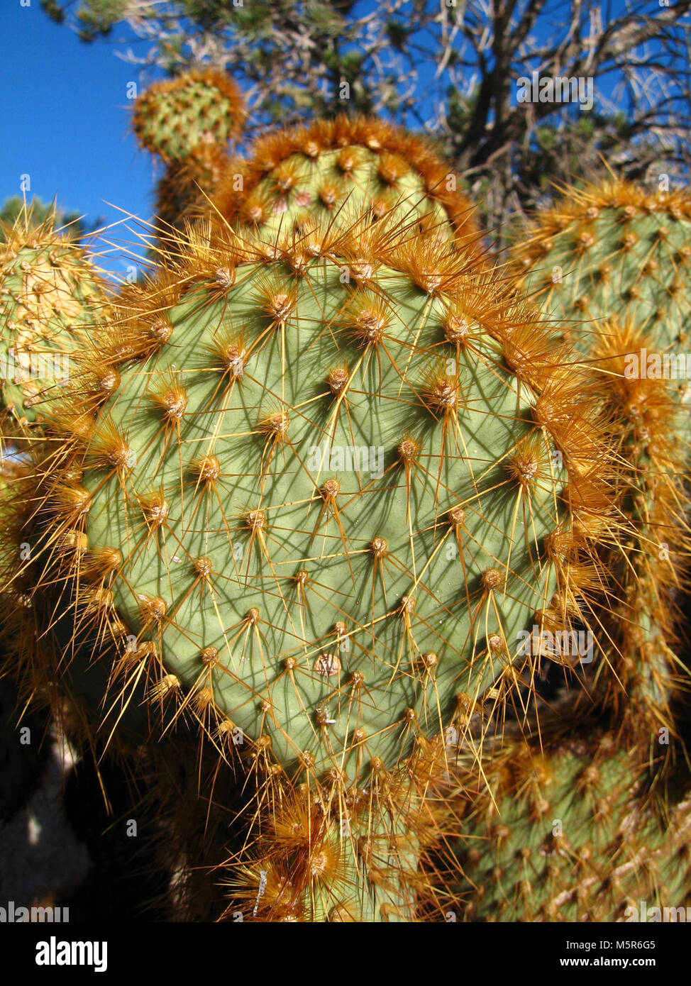 Opuntia chlorotica at South Astrodome Stock Photo - Alamy