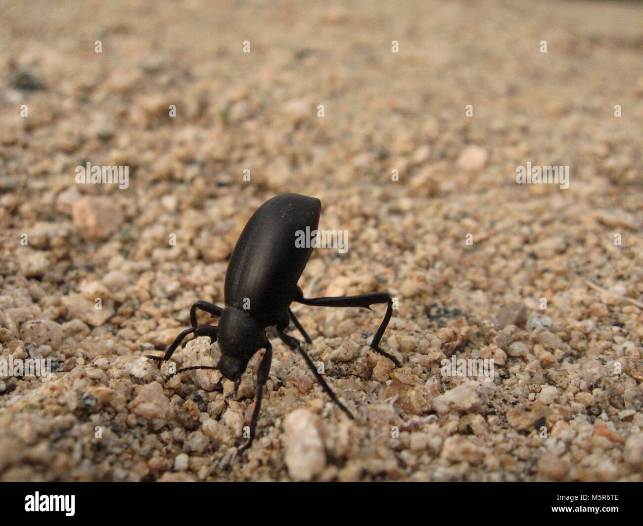 Pinacate beetle hires stock photography and images Alamy