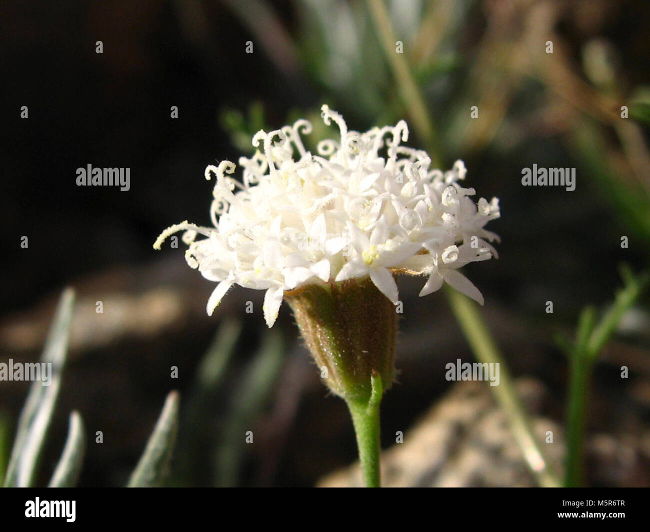Pincushion flower (Chaenactis fremontii); Cleghorn Wilderness . Stock Photo