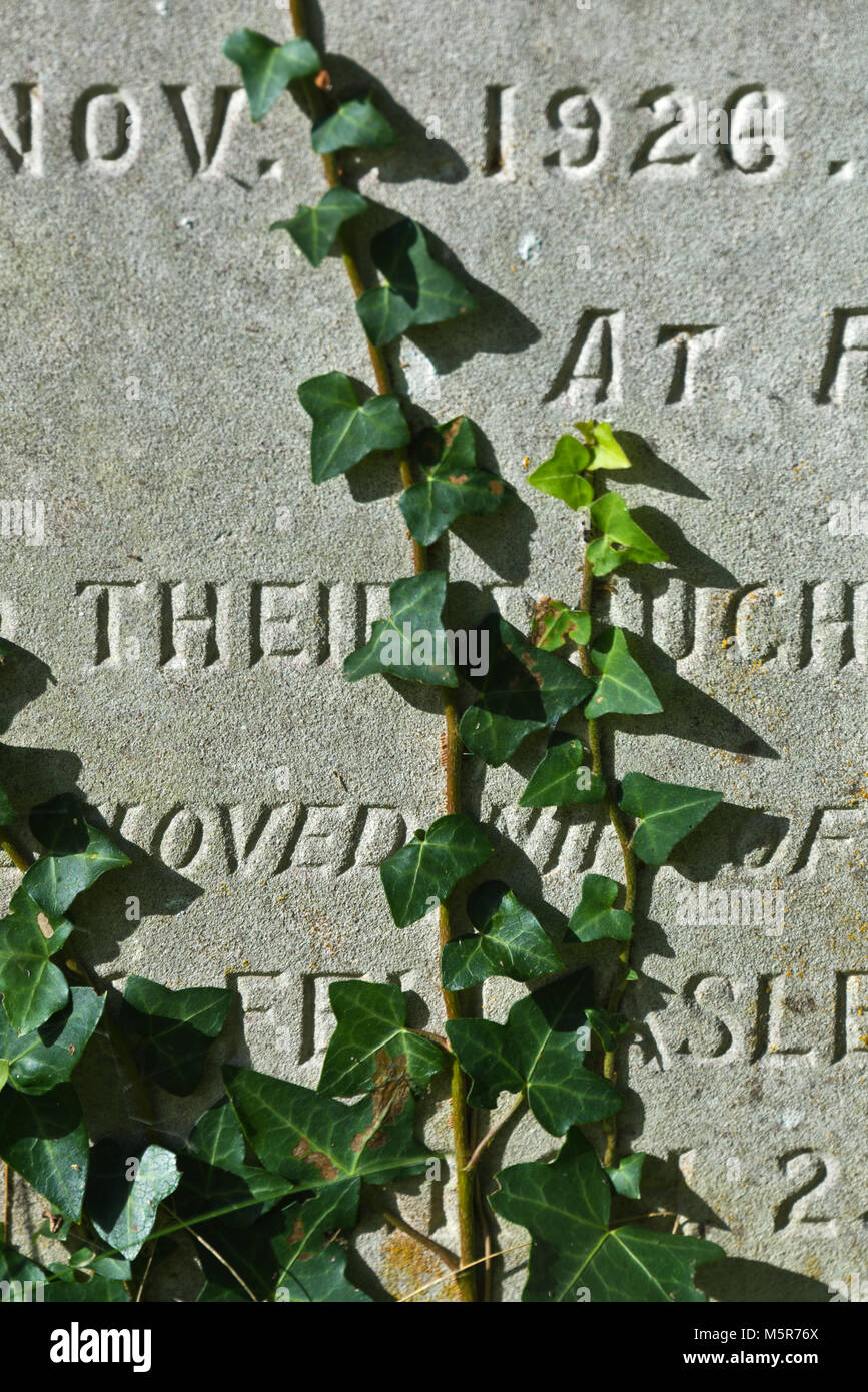 Ivy climbing across a stone headstone in the graveyard of the Church of ...