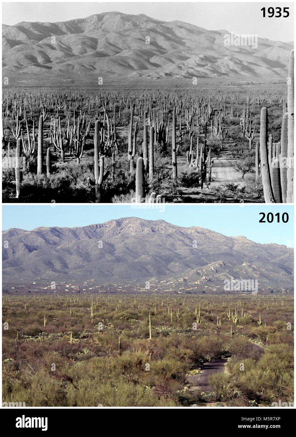 Saguaro loss . Notice any changes in this scenic view of Saguaro National Park between 1935 and 2010? It can be easy to fall into the trap of ascribing any landscape change to climate change, but the story of saguaros is much more complex.  Many of the mature saguaros in the 1935 Stock Photo