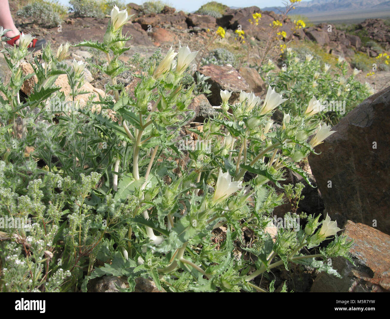 Sand blazing star (Mentzelia involucrata); Old Dale Mining District . Stock Photo