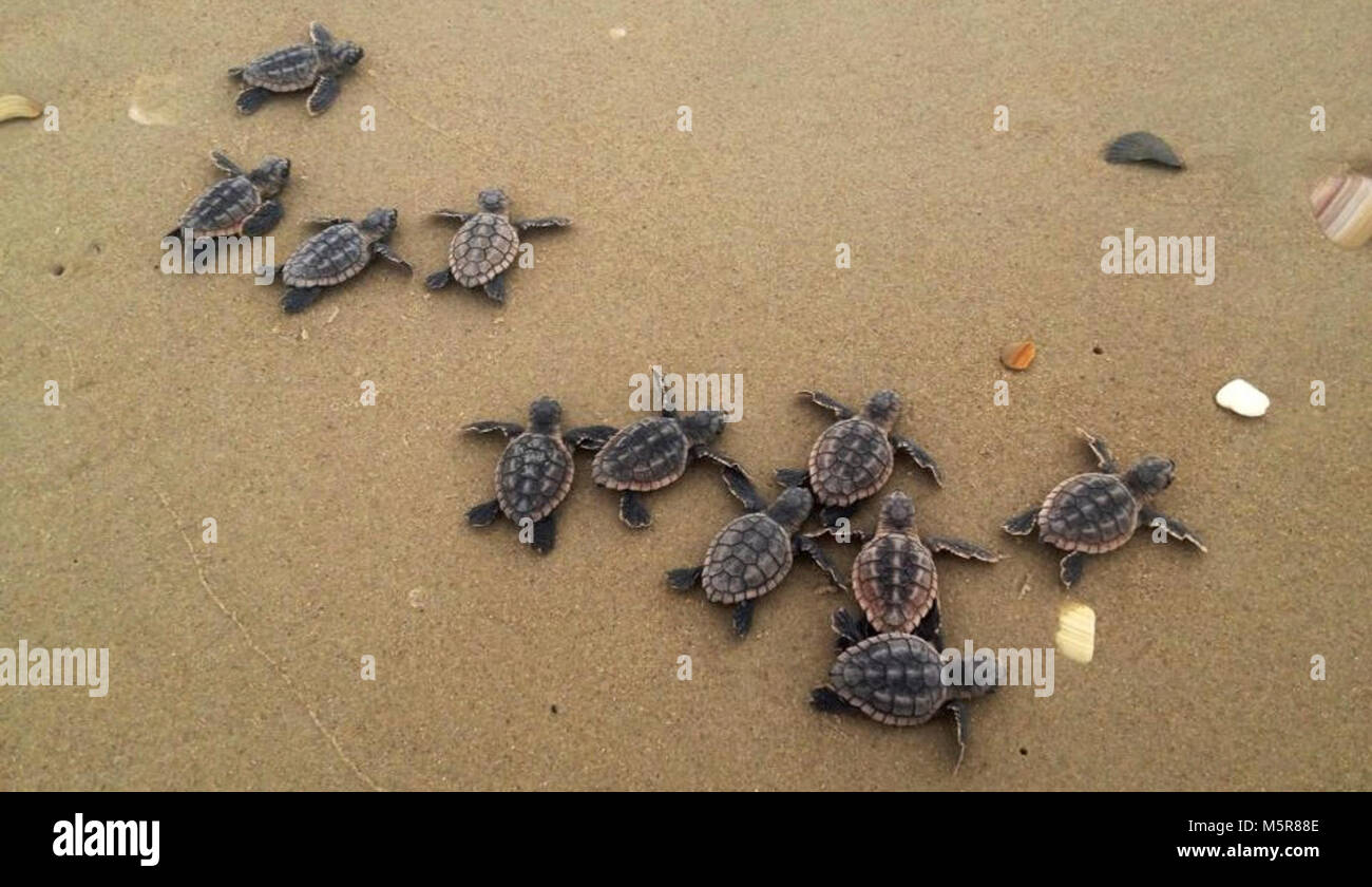 Sea Turtles . Various populations of sea turtle species and their nesting  sites are vulnerable to sea-level rise, increased storminess and changing  temperatures -- all impacts of climate change. These factors may