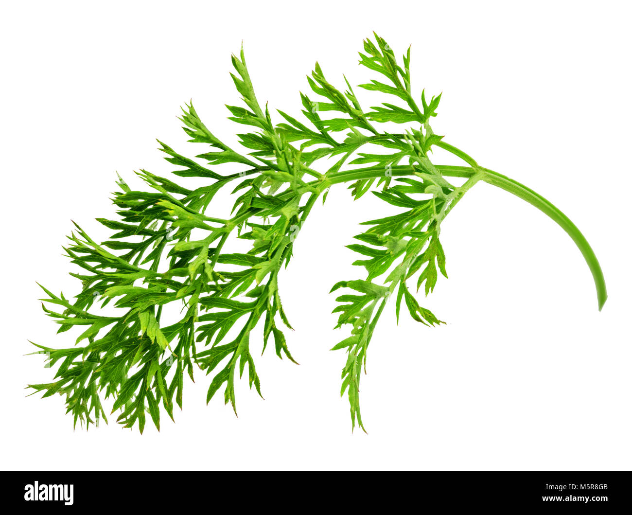 Green carrot leaf isolated on white background with clipping path Stock