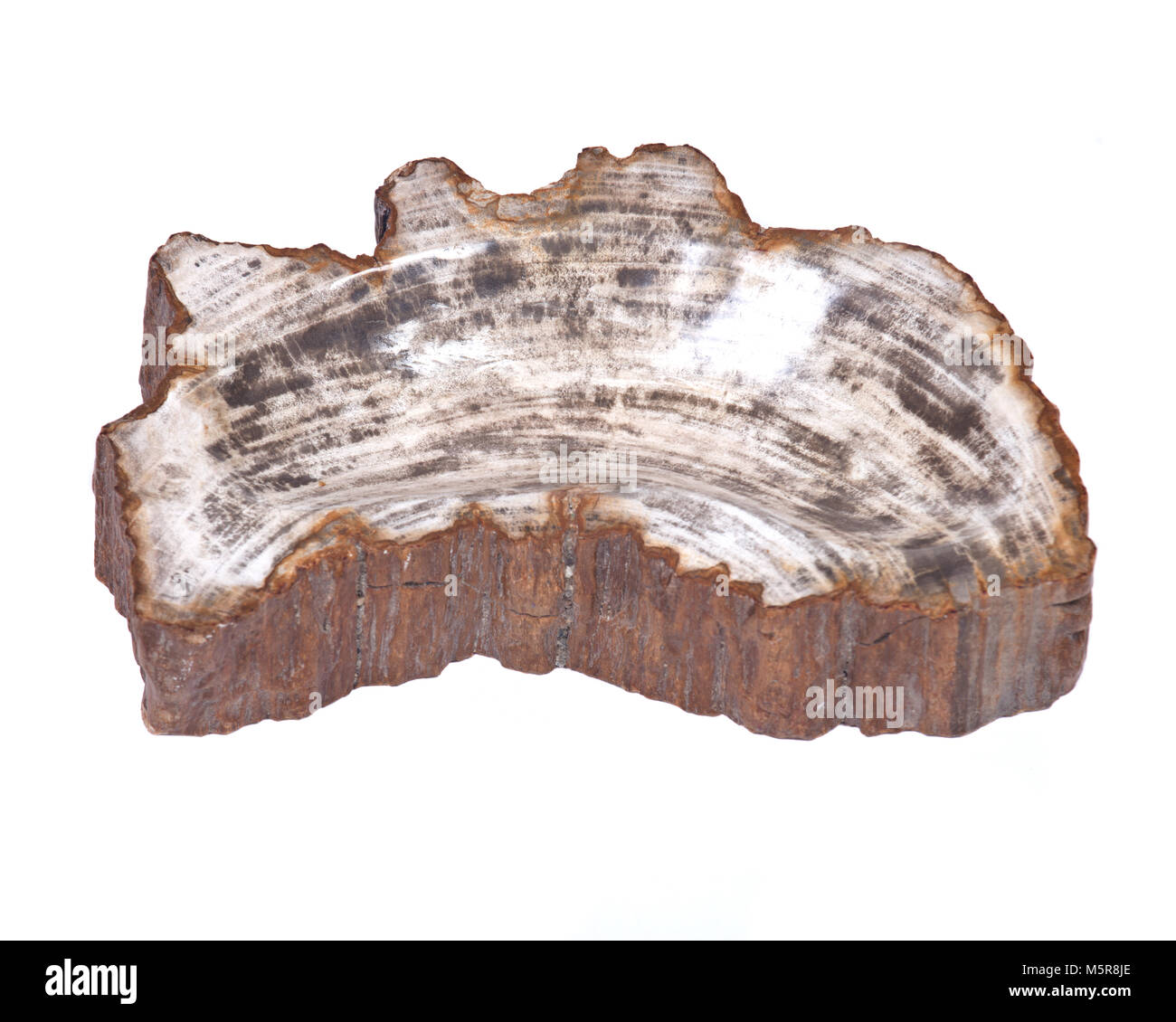 Petrified wood carving isolated on white background Stock Photo - Alamy