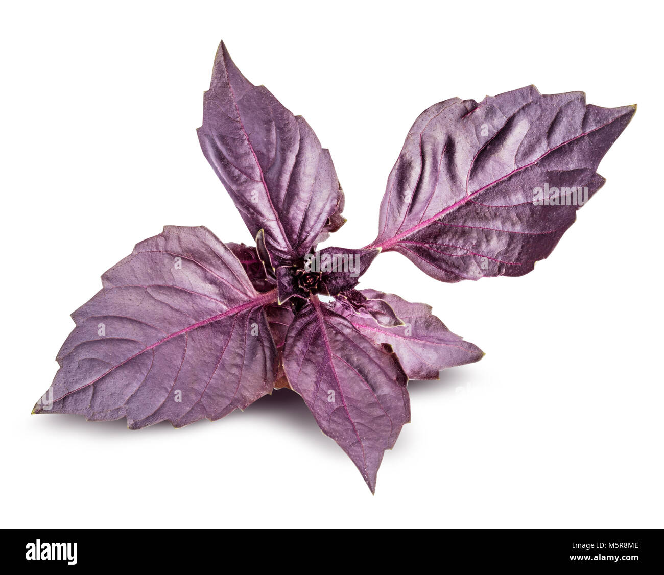 Fresh red basil herb leaves isolated on white background. Purple Dark