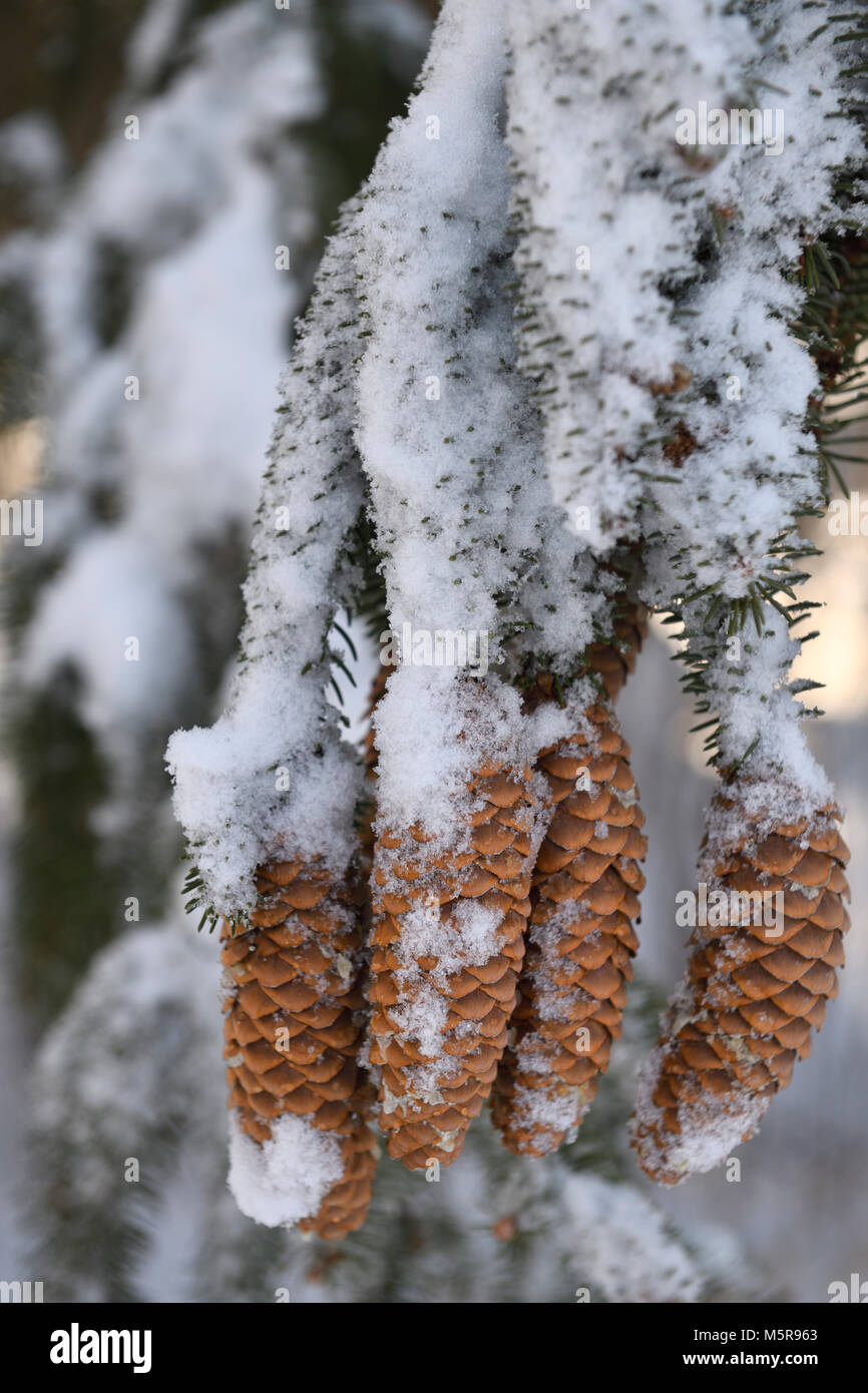 Norway Spruce tree seed cones covered in melting snow in winter after a snowstorm Toronto Canada Stock Photo