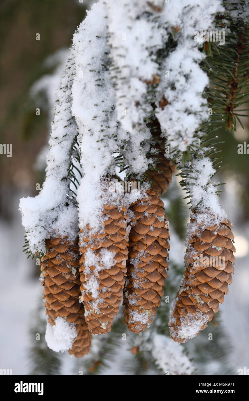 Norway Spruce tree seed cones covered in melting snow in winter forest Toronto Canada Stock Photo